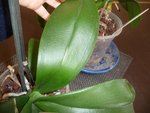P1050301orchidee2.JPG