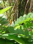 janvier 2011 martinique 966.JPG