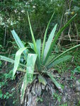 janvier 2011 martinique 174.JPG