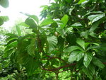 janvier 2011 martinique 295.JPG