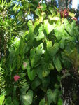 janvier 2011 martinique 458.JPG