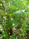 janvier 2011 martinique 114.JPG