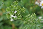 DSC_0066r.jpg