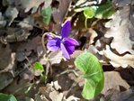 c'est la première violette,très parfumée.