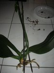 Ma plante