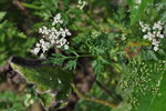 DSC_0065r.jpg