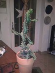 Le voici.. Il est malade depuis 2 ou 3 jours... Je crains le pire. snif... Autrement les bras vont vers le haut en temps normal.