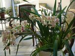 cymbidium.JPG