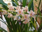 détail cymbidium.JPG
