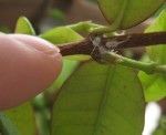 insecte2.jpg