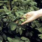 492_Pommes_terre_fruit_400.jpg