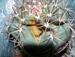 Cactus1.jpg