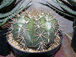 cactus2.jpg