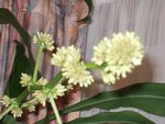 1ère photo du yucca en fleurs (pas encore éclose)