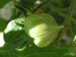 Coeur de boeuf.jpg