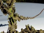 detail d'une branche du bas