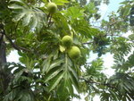 Qui peut me donner le nom de ce fruit photographié dans le sud de l'île de réunion (au mois d'avril) ? Merci de votre aide