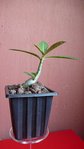 adenium couche depuis le debut et ramifie naturellement