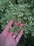 Détail des feuilles ainsi qu'une idée de leur taille