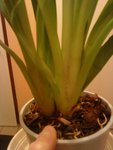 miltonia?