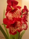 miltonia