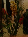 cymbidium