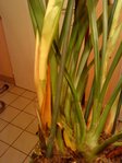 cymbidium