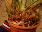 cymbidium