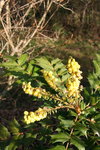 IMG_2532_redimensionner.JPG