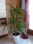 dracaena vu de l'arrière