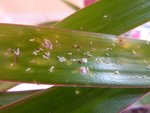 points blancs sur les feuilles