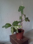IMG431.jpg