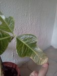 IMG433.jpg