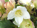 hellebore.jpg