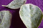 19_1_2011_009.jpg