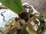 IMG_4527 petite.JPG