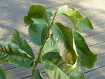 Lime de Tahiti 1.JPG
