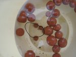 IMG4528.JPG
