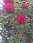DSC01324.JPG
