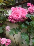 DSC01327.JPG