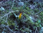 crocus du matin.jpg