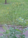DSC01326.JPG