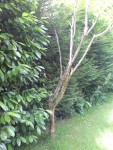 Arbre mort.JPG