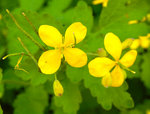 chelidoine_3838.jpg