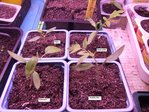 Mes tomates précoces