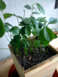Oranger 2.gif