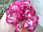 DSCN1727.JPG