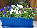 viola-cornuta-256a.JPG