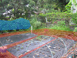 monpotager2.jpg