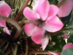 DSCN1726.JPG